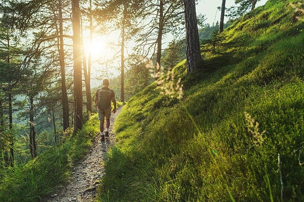 Man walking a hiking trail in a forest