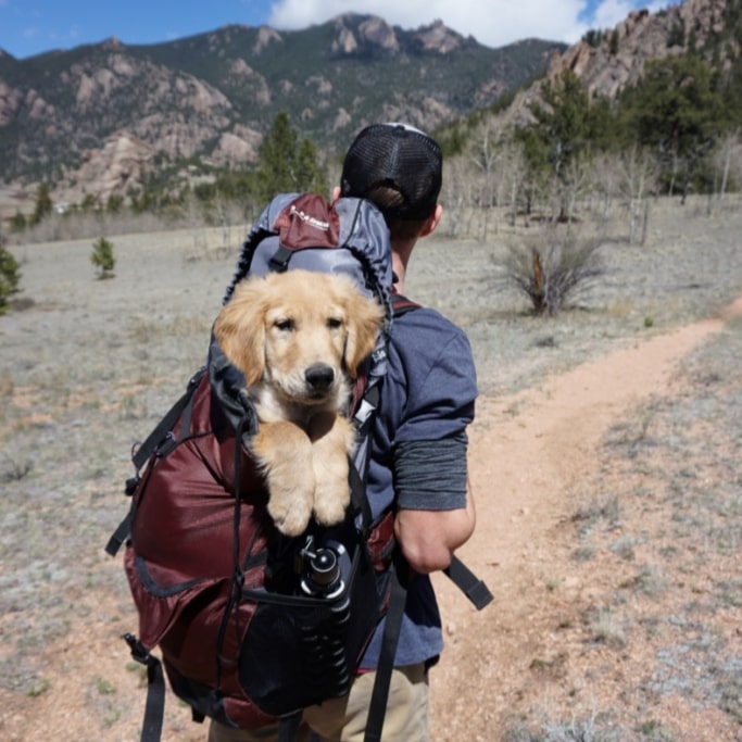 Person carrying a backpack with a dog