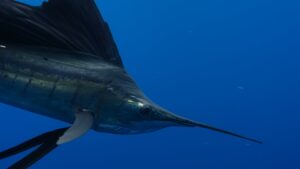 Most challenging fish to catch